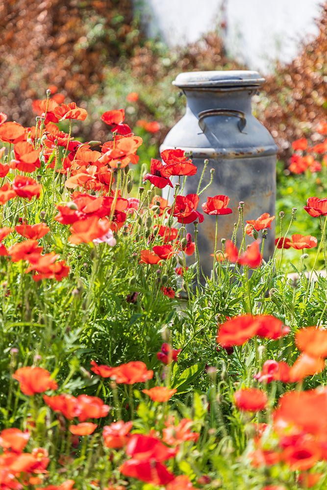 Castroville-Texas-USA-Old milk jug in poppies in the Texas Hill Country